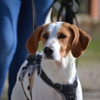 Toba, petite chienne affectueuse de 8 kg