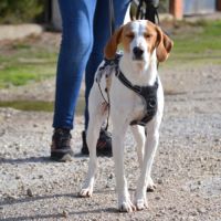 Toba, petite chienne affectueuse de 8 kg #5