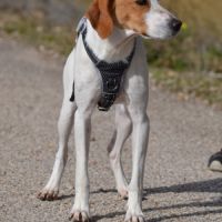 Toba, petite chienne affectueuse de 8 kg #6