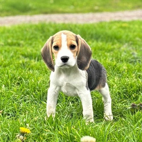 Apy du clos du bonheur, femelle beagle lof #2