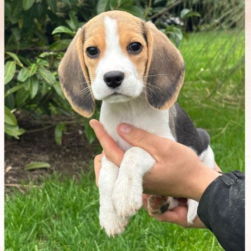 Apy du clos du bonheur, femelle beagle lof