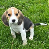 Apy du clos du bonheur, femelle beagle lof #1