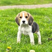 Apy du clos du bonheur, femelle beagle lof #2