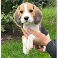 Apy du clos du bonheur, femelle beagle lof