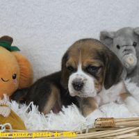 Beagles bicolore et tricolores lof