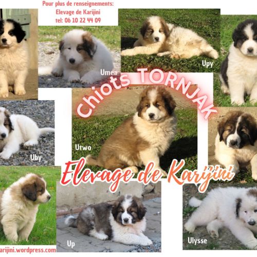 Magnifiques chiots tornjak à reserver #2