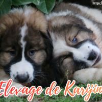 Magnifiques chiots tornjak à reserver #0