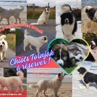 Magnifiques chiots tornjak à reserver #3