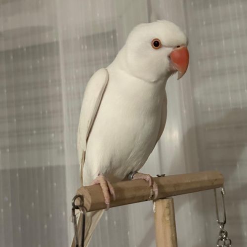 Oiseau perruche à collier