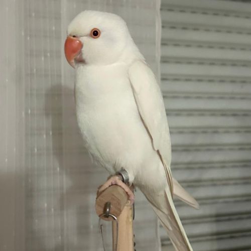 Oiseau perruche à collier #2