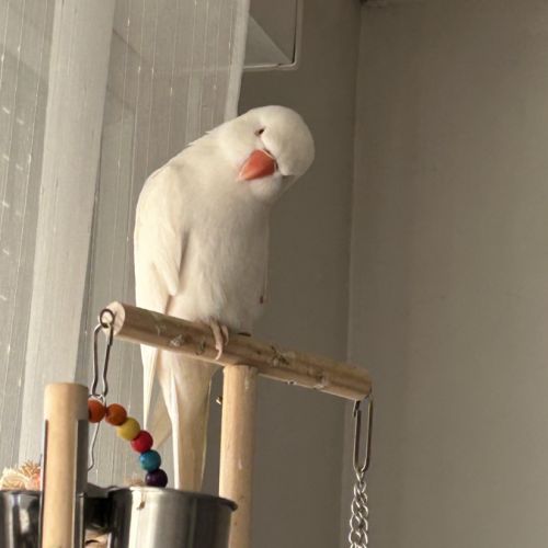 Oiseau perruche à collier #3