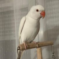 Oiseau perruche à collier #0