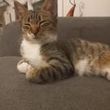 Chat etoile à l adoption #2