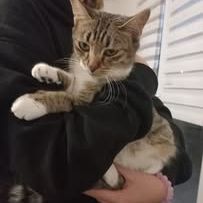 Chat etoile à l adoption #3