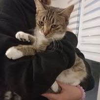 Chat etoile à l adoption #6