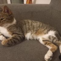 Chat etoile à l adoption #0