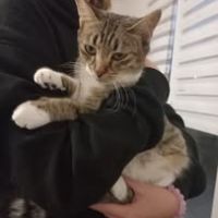 Chat etoile à l adoption #3