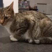 Chat etoile à l adoption #4