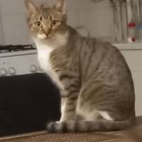 Chat etoile à l adoption #5