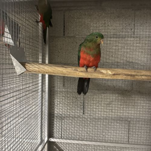 Couple perruche roya #0