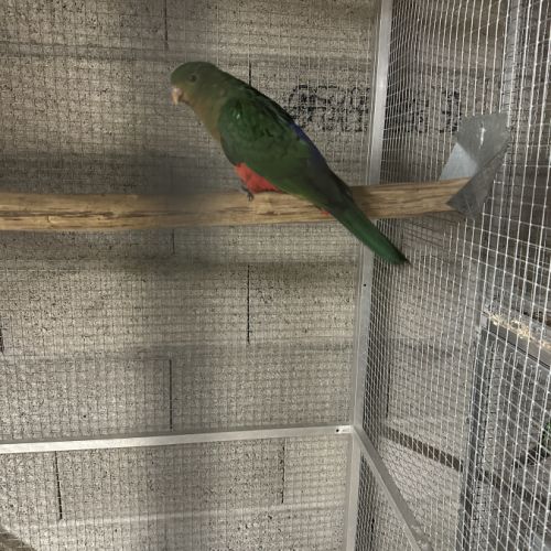 Couple perruche roya #2