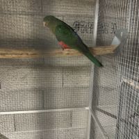 Couple perruche roya #2