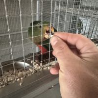 Couple perruche roya #3