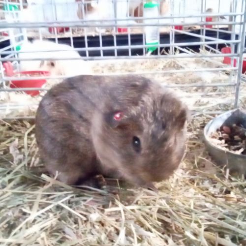 Jeune cochons d'inde