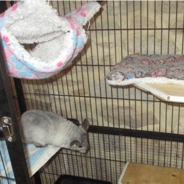 Adorable jeune femelle chinchilla #2