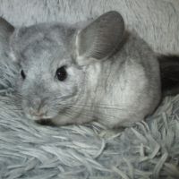 Adorable jeune femelle chinchilla #1