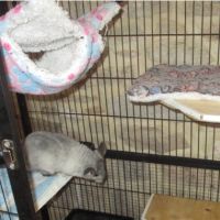 Adorable jeune femelle chinchilla #2