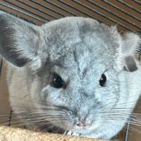 Adorable jeune femelle chinchilla #0