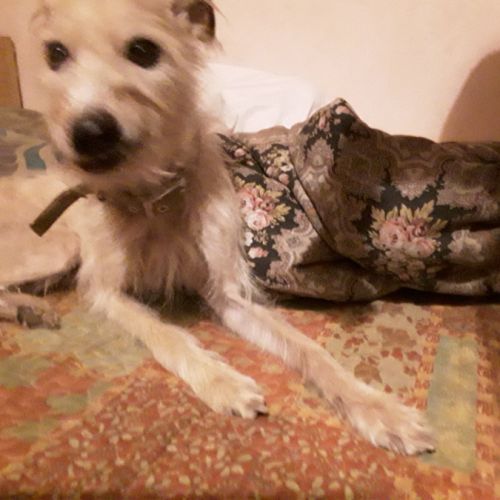 Pinscher nain a donner #0