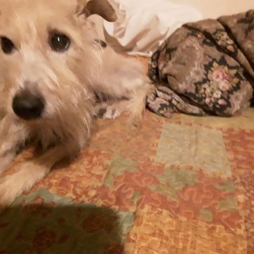 Pinscher nain a donner #2