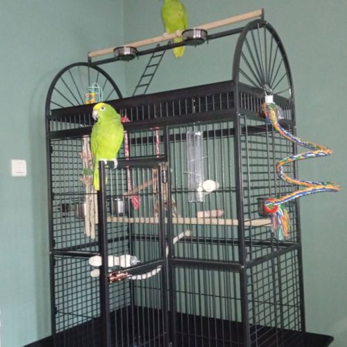 Couple de amazone a front jaune