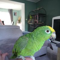 Couple de amazone a front jaune #1