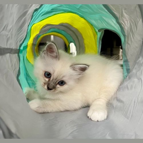 Chatons sacré de birmanie loof #1