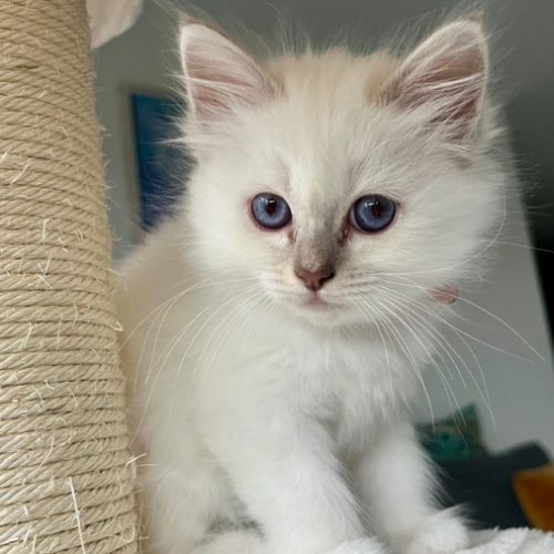 Chatons sacré de birmanie loof #3