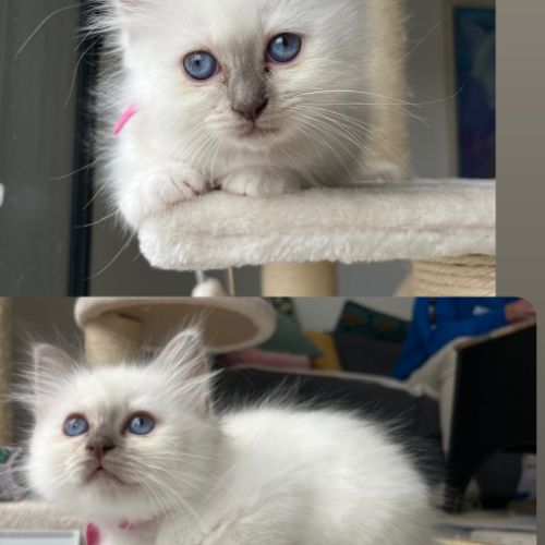 Chatons sacré de birmanie loof #5