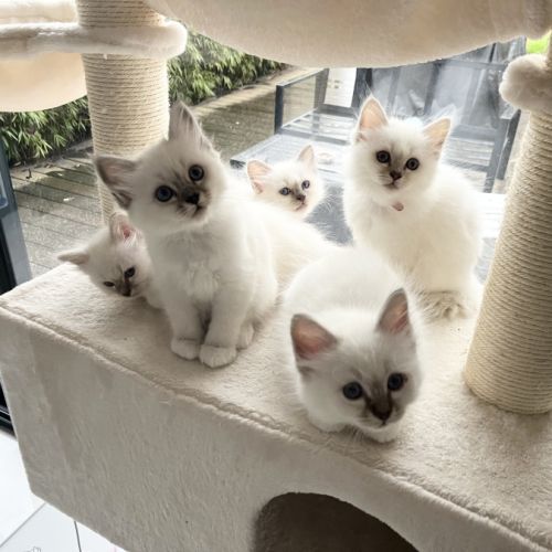 Chatons sacré de birmanie loof #6