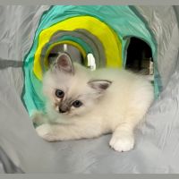 Chatons sacré de birmanie loof #1