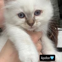 Chatons sacré de birmanie loof #2