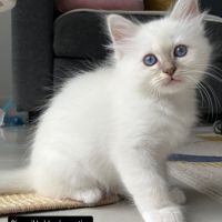 Chatons sacré de birmanie loof