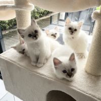 Chatons sacré de birmanie loof #6