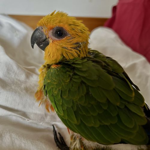 Conure aratinga jandaya