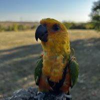 Conure aratinga jandaya #2