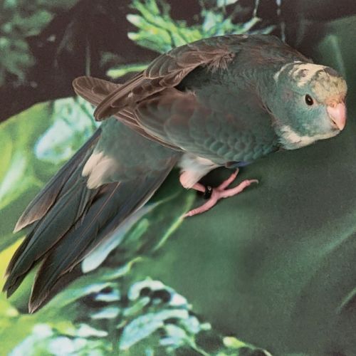 1 mâle et 1 femelle eam et 2 femelles man. #0