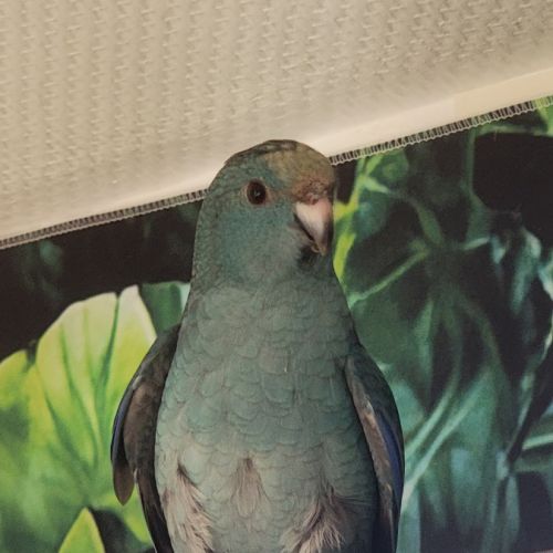 1 mâle et 1 femelle eam et 2 femelles man. #6