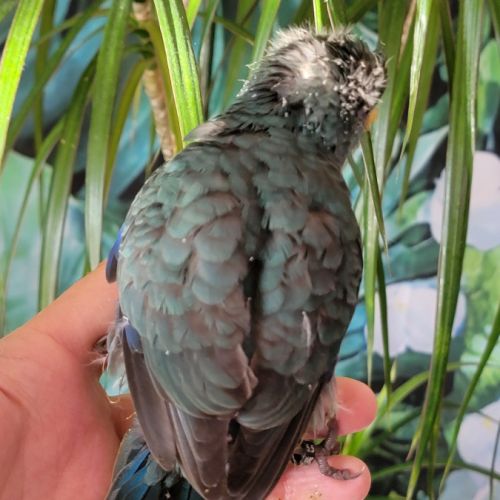 1 mâle et 1 femelle eam et 2 femelles man. #7