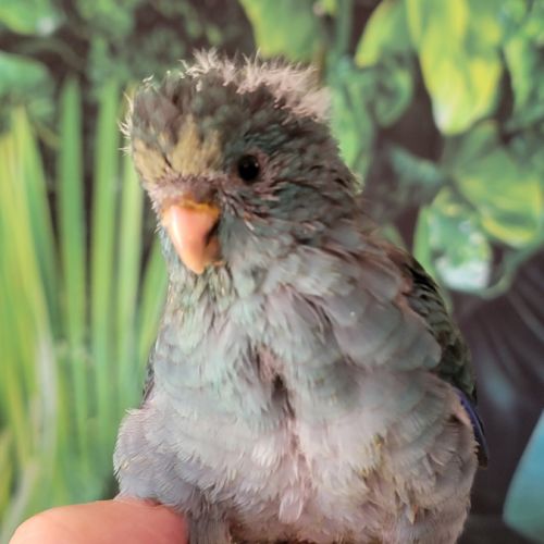 1 mâle et 1 femelle eam et 2 femelles man. #8